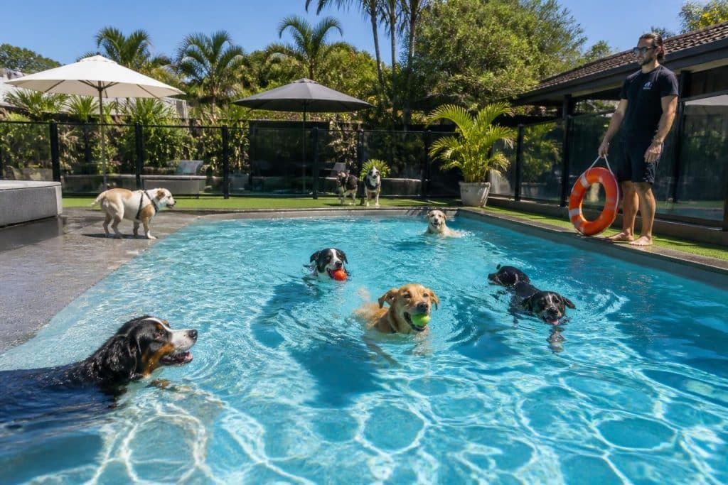 découvrez nos conseils essentiels pour assurer une baignade sûre et agréable avec votre chien autour de la piscine, alliant plaisir et sécurité pour tous.